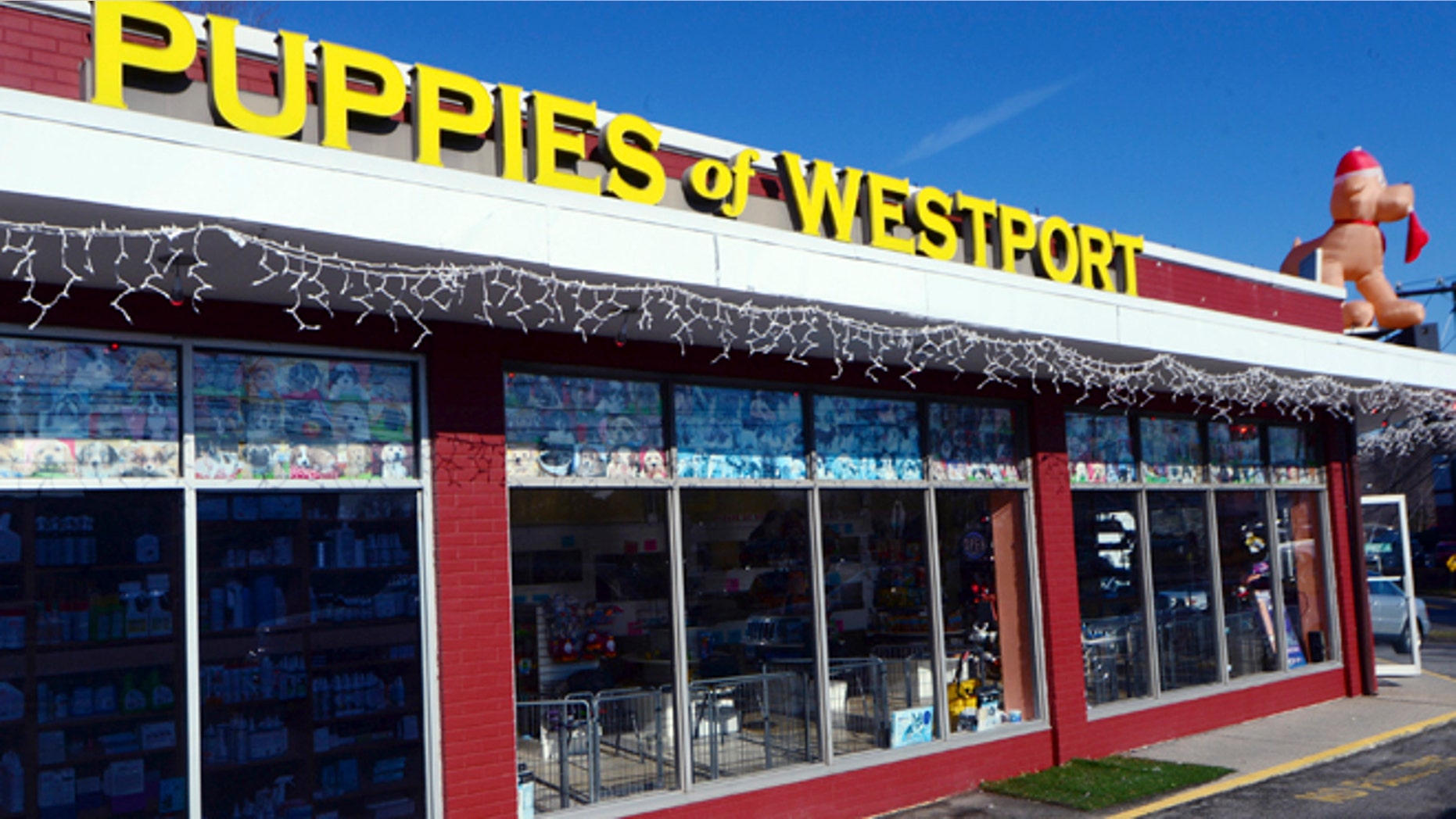 Jan. 15, 2014: Puppies of Westport, a pet shop in Westport, Conn., is open for business after police said a woman using a rock tried to smash open the front door of the closed pet store.