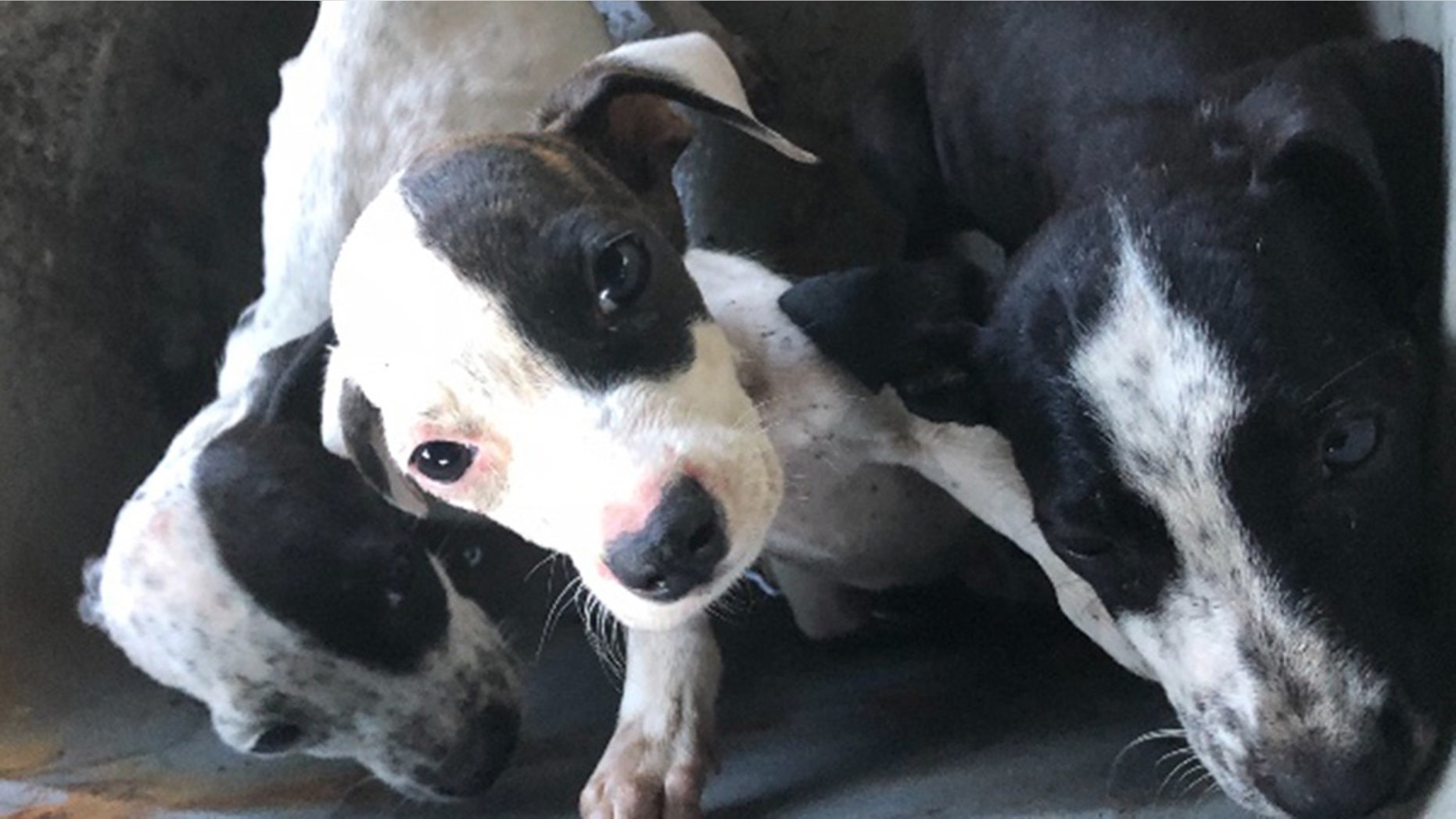 The pups, which were found in a bucket on a rural Florida road, were covered in fleas.