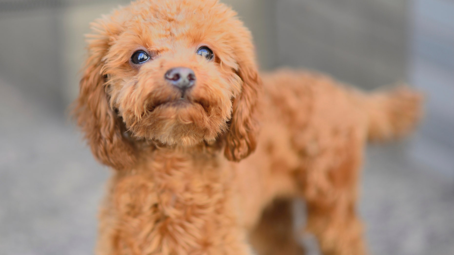 The CDC investigation found the puppies, not pictured here, were sold at Petland stores in 7 states.