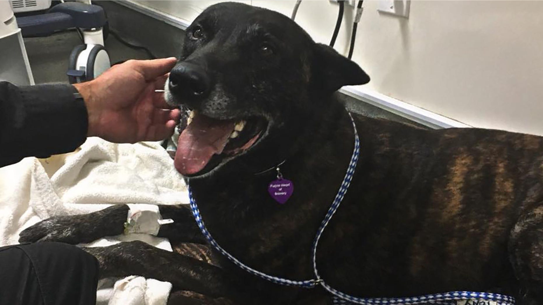 Santa Ana K-9 Puskas wearing a purple heart on his collar after undergoing surgery for injuries he received while apprehending a suspect.