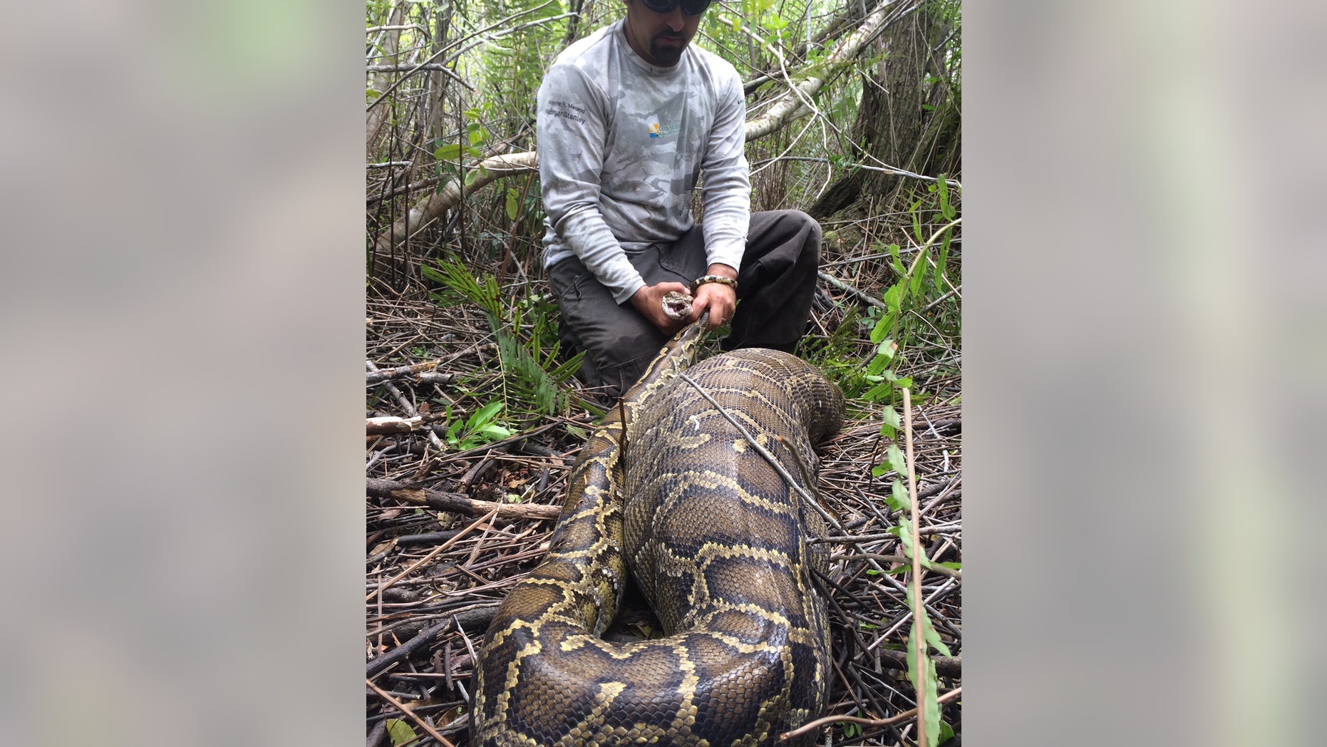 Newly-released photos show a Burmese python swallowing a young deer in April 2015.
