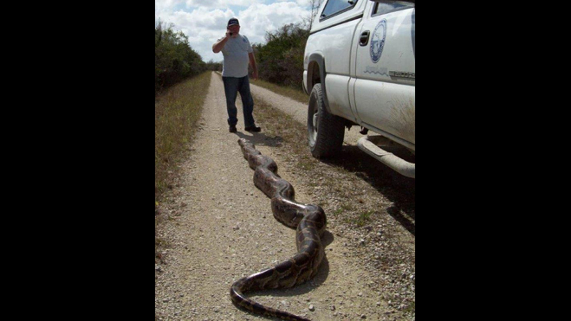 Second 18 Foot Python Caught In The Everglades In The Past Year Fox News 1024