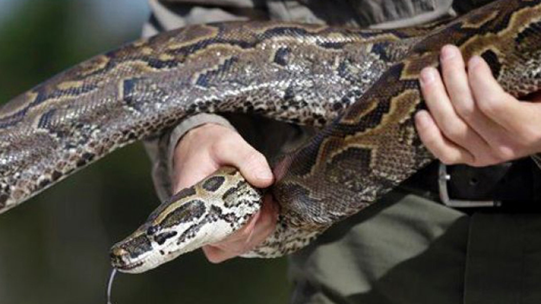 Indonesian woman dies after being swallowed whole by a python | Fox News