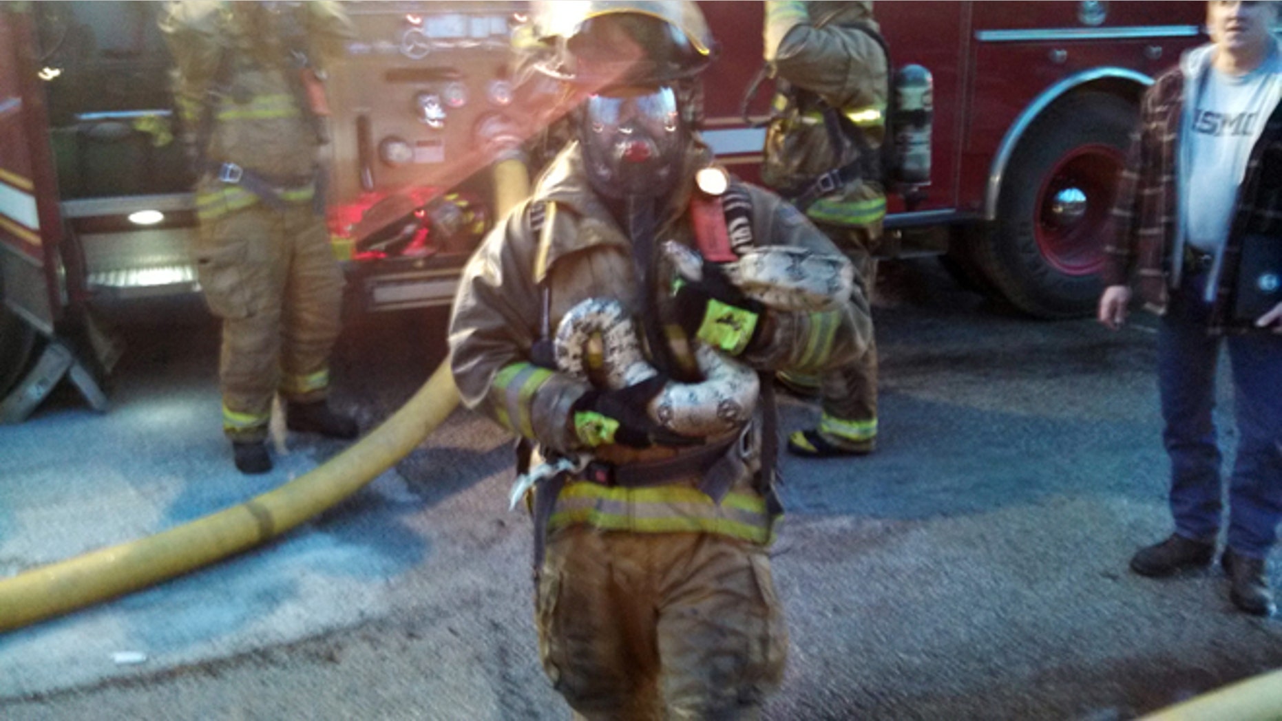 March 30, 2014: This photo provided by Gordon Cole, firefighter Scott Hemmelsbach holds a python after rescuing it from a burning home in Muskegon, Mich.