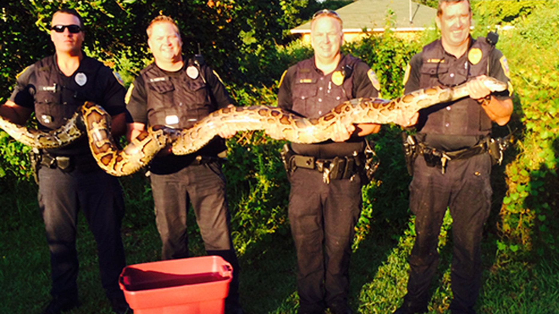 Port St. Lucie Police pose with 12-foot, 120-pound Burmese python.