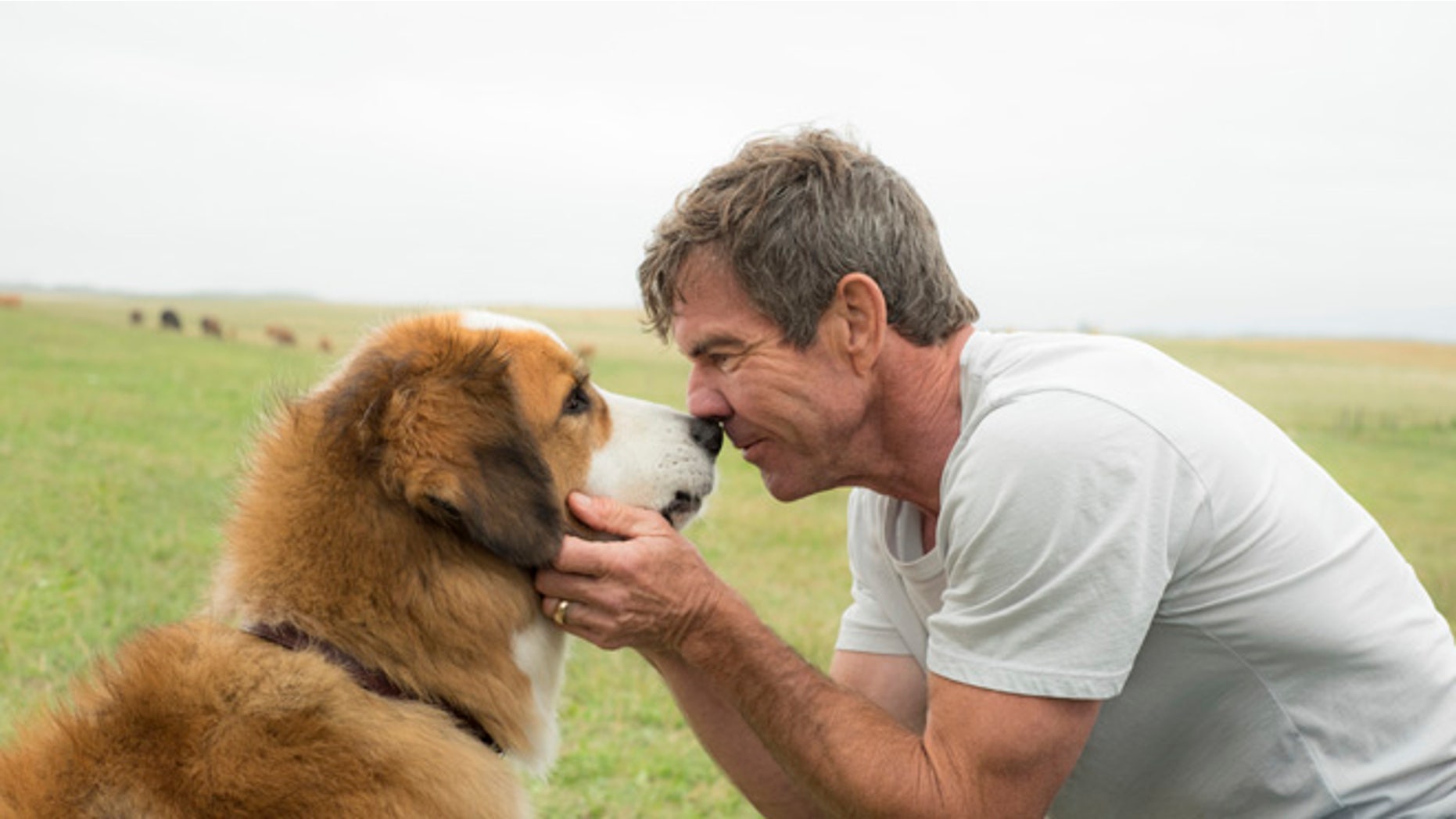 'A Dog's Purpose' is cleared of any mistreatment by American Humane.