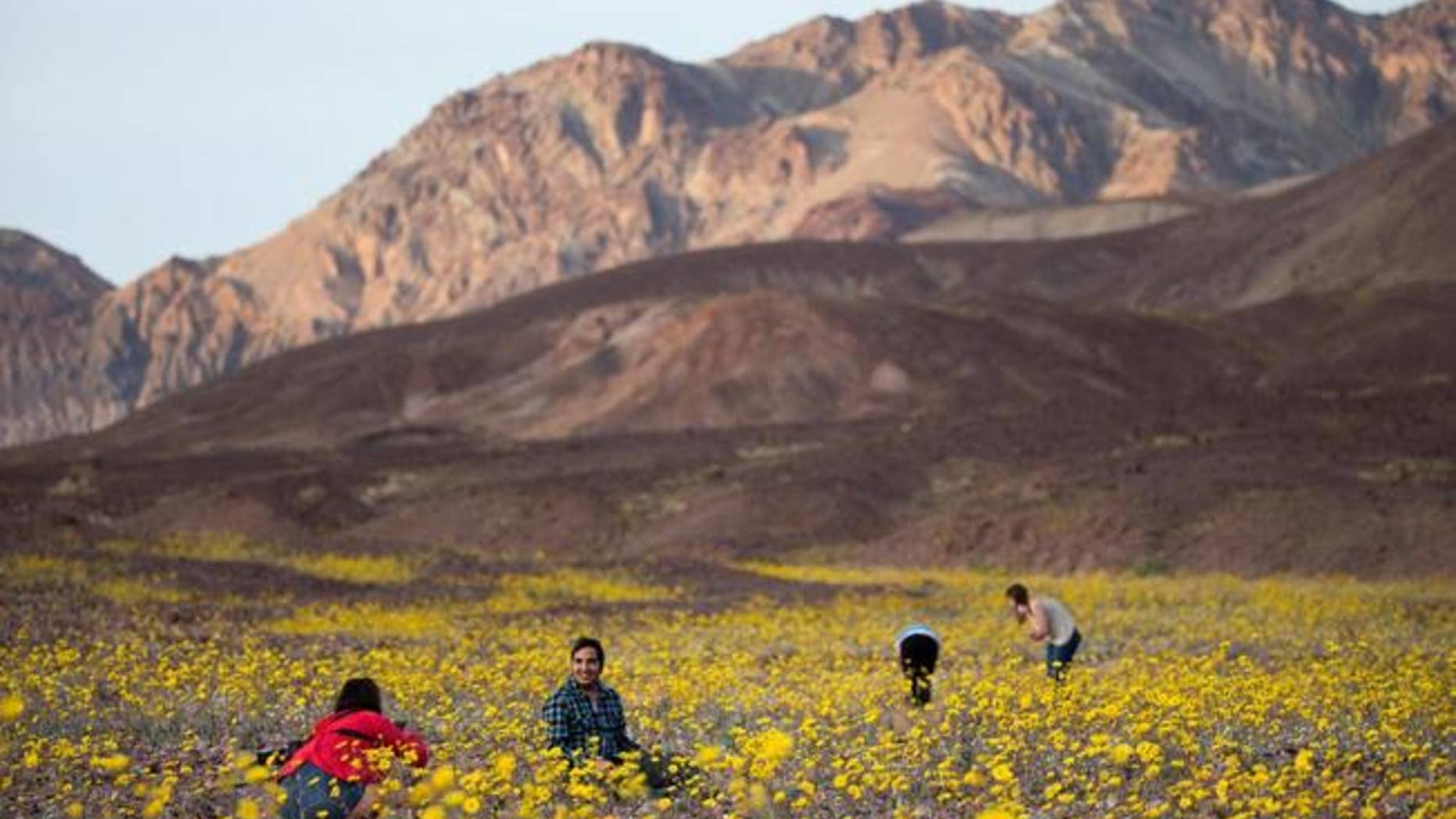Tourists take turn snapping pictures of wildflowers near Badwater Basin in Death Valley, Calif.