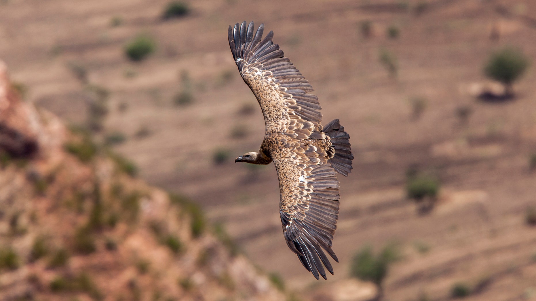 Gyps rueppellii erlangeri, Rueppell's Vulture, Ethiopia