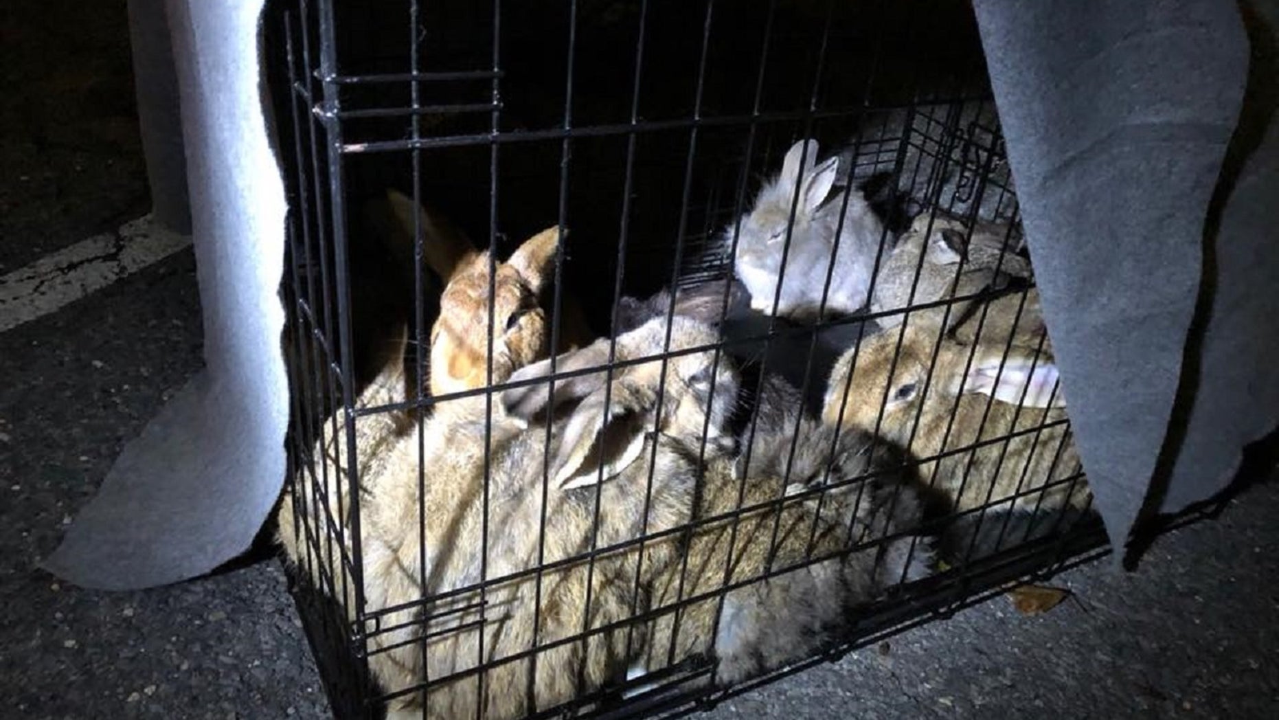 Twenty-eight domesticated rabbits were recently rescued around a train station in Ronkonkoma, Long Island.