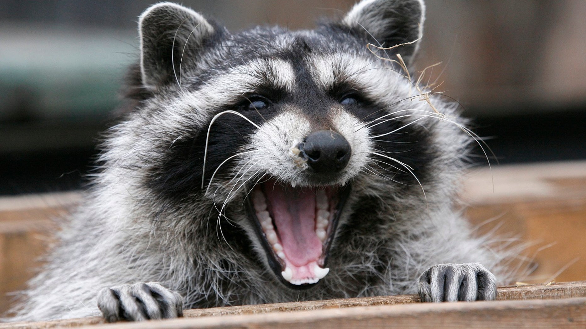 Raccoons with distemper can also get aggressive, according to health officials.