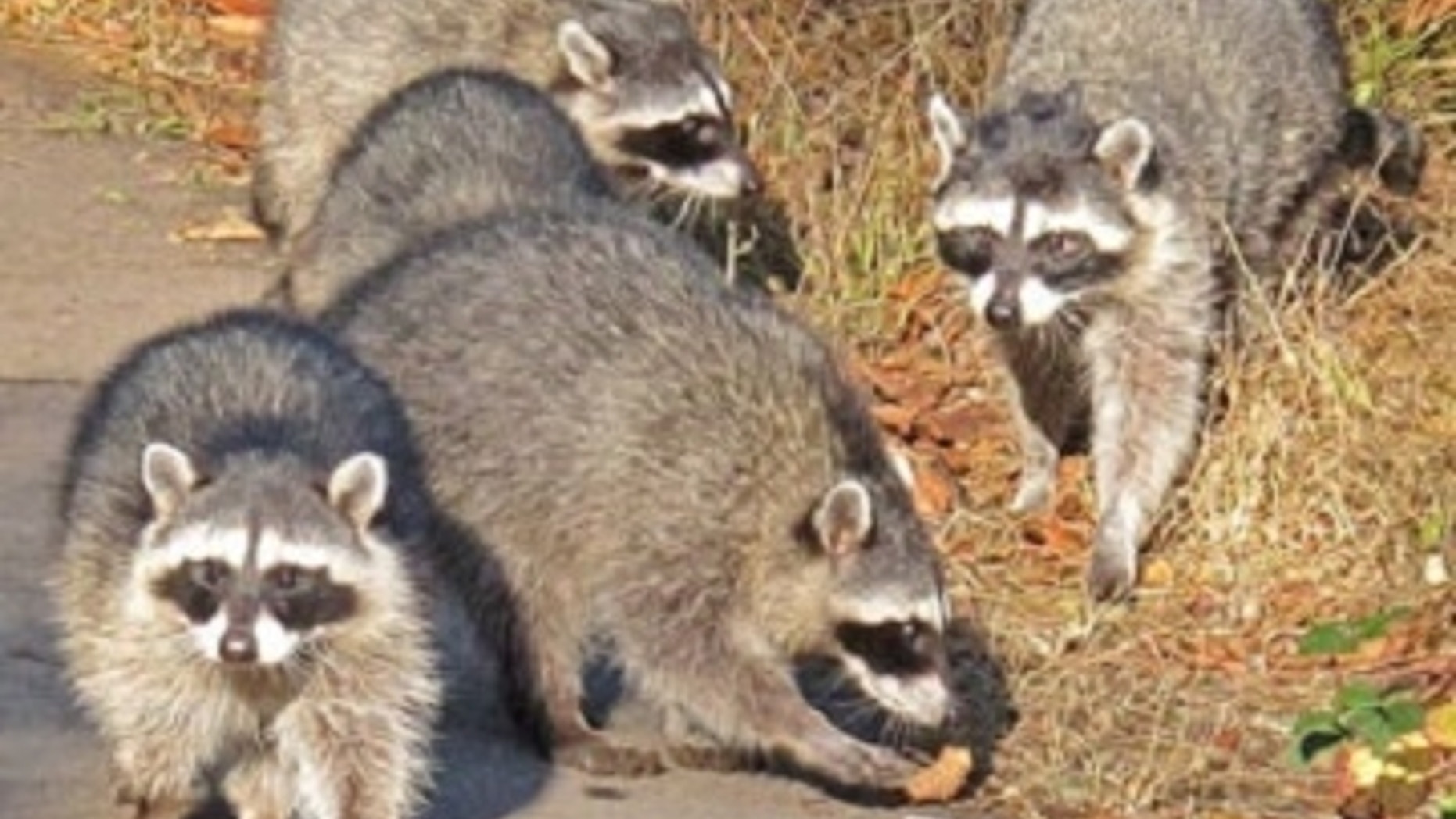 The common factor, found in all of the tumors, was a newly described virus, dubbed raccoon polyomavirus. (Credit: K. Schneider)