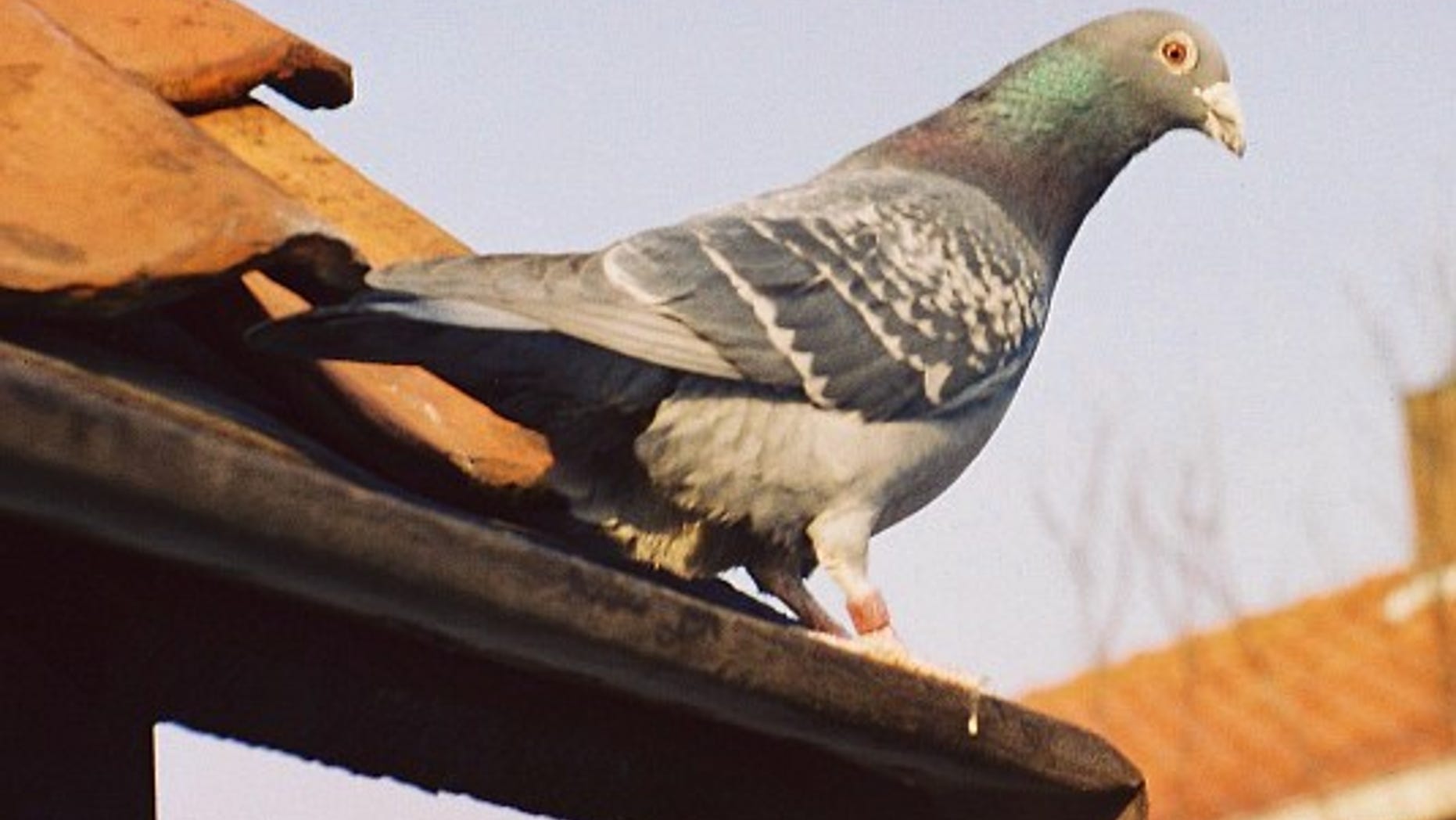 Scientists still don't fully understand the biological mechanisms behind a pigeon's ability to navigate.