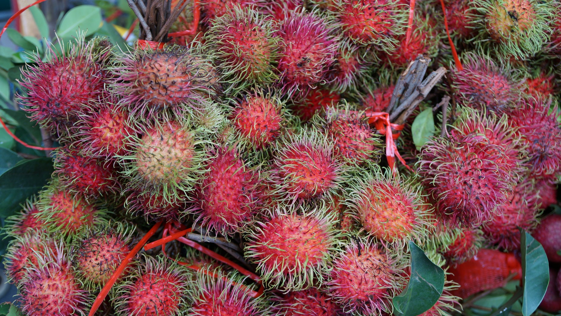 The rambutan fruit is both delicious and full of antioxidants. (Image courtesy of Chris Kilham)