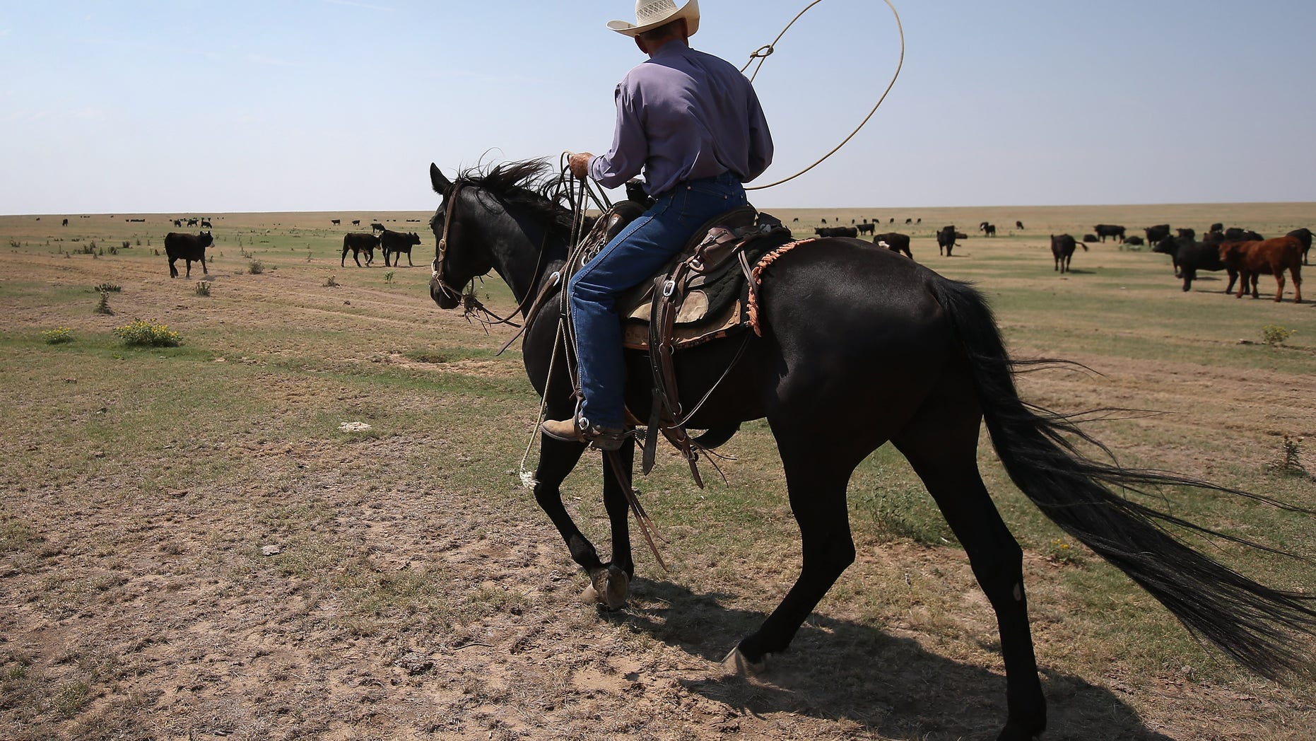 EADS, CO - AUGUST 22: Rancher Gary Wollard prepares to lasso sick cattle for treatment on August 22, 2012 near Eads, on the plains of eastern Colorado. Many cattle in the area have developed respiratory infections due to the wide temperature swings in this summer's heatwave and drought. While most cases have been cured with antibiotics, some have been fatal. More than half of high plains areas of eastern Colorado, Nebraska and Kansas are still in extreme or exceptional drought, despite recent lower temperatures, according to the University of Nebraska's Drought Monitor. The record-breaking drought, which has affected more than half of the continental United States, is expected to drive up food prices by 2013 due to lower crop harvests and the adverse effect on the nation's cattle industry. (Photo by John Moore/Getty Images)