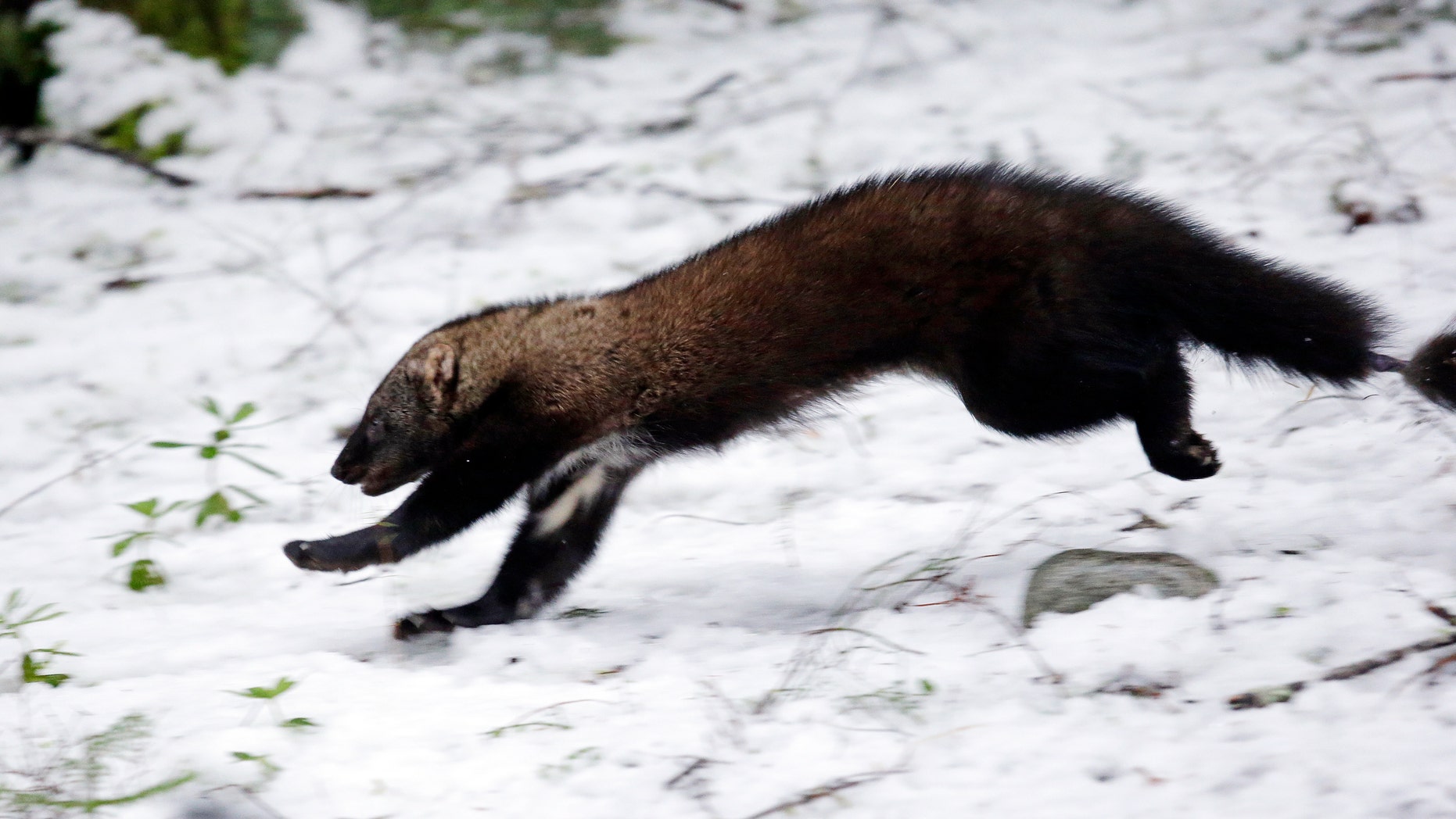 Rare Weasel-like Mammal Makes A Comeback In Washington State | Fox News