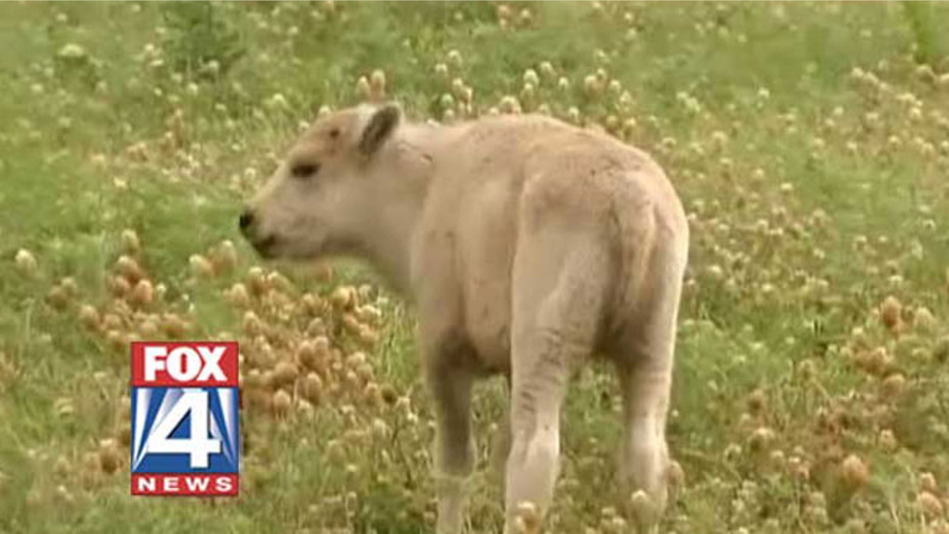 Seen here is Lightning Medicine Cloud, a rare white buffalo calf