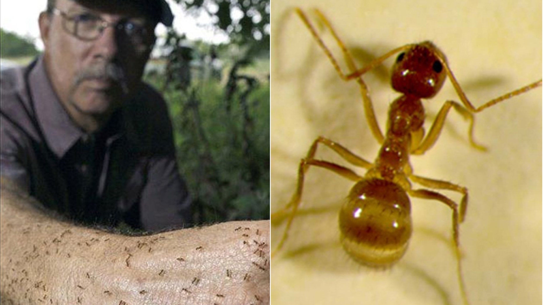 Tom Rasberry, a Houston-area exterminator, is credited with the discovery of the "Rasberry Crazy Ant," a destructive insect that has spread to 27 Texas counties. (AP)