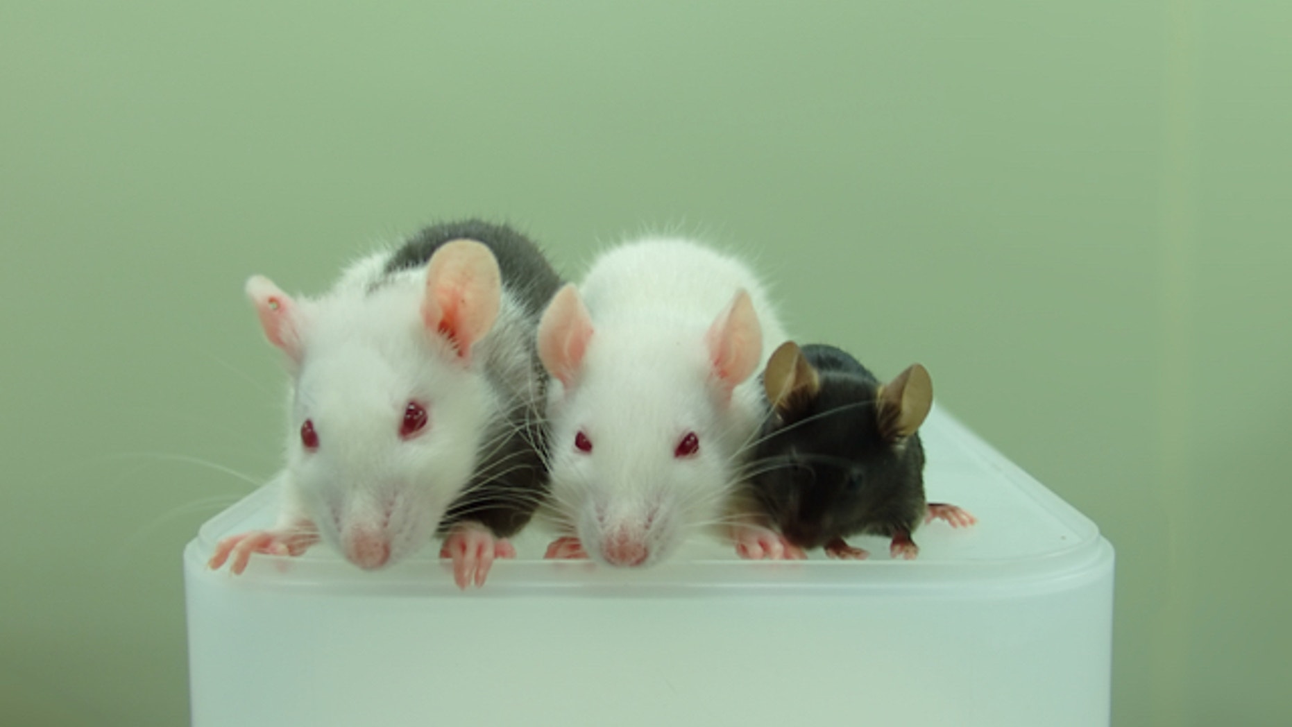 This photo shows, from left to right, a rat-mouse chimera, a rat and a mouse. The rat-mouse chimera was made by injecting mouse pluripotent stem cells into a rat embryo.