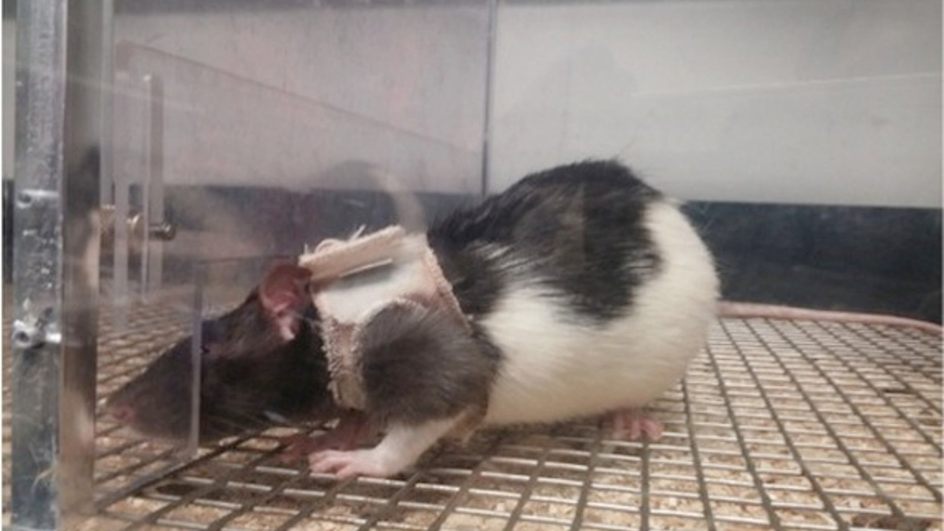 Male rats can be trained to find female rats sexier when clad in tiny jackets.