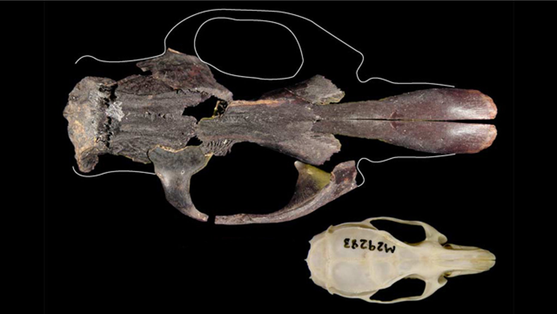 The world's largest rat, found on East Timor, would have dwarfed today’s black rat (also called a house rat). Here, the skull of a black rat (bottom) compared with a fairly complete skull of one of Timor's other extinct giant rats (top). The giant rat shown here isn't the biggest of the extinct rats, which was around 25 percent bigger again.