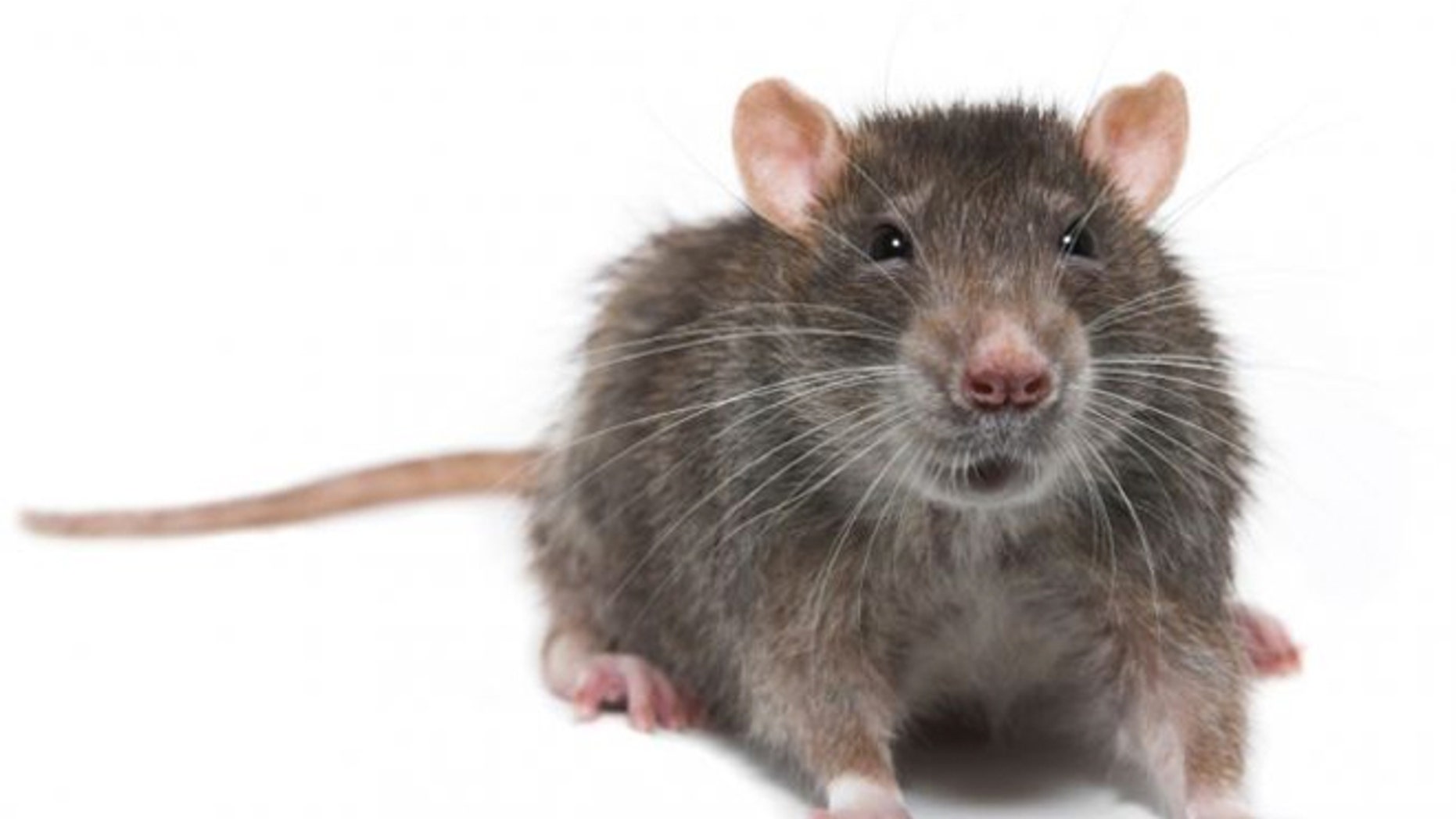 Customs claims to have found a rodent in a Chop't sandwich.