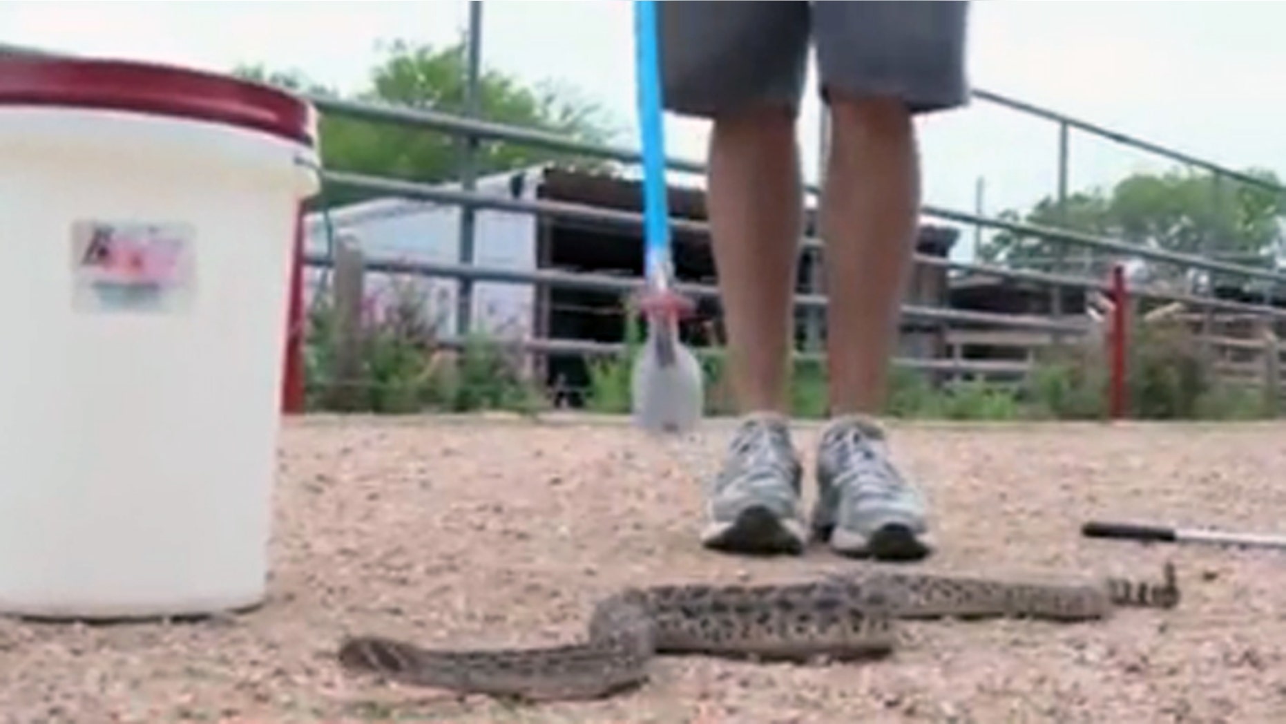 This rattlesnake was found at a New Braunfels, Texas, school bus stop.