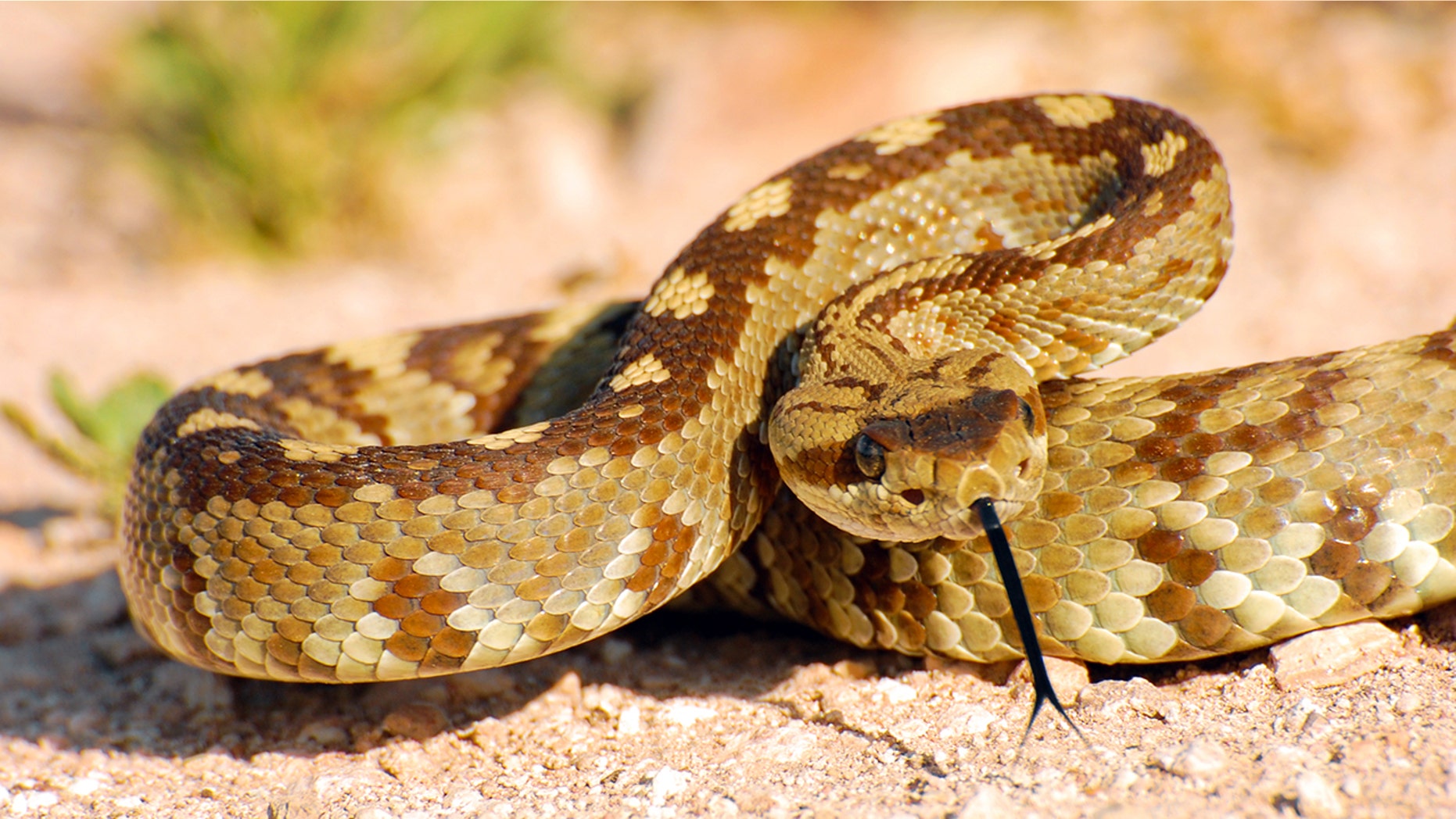 The rattlesnake, similar to the one pictured above, allegedly entered the daycare's outdoor play area.