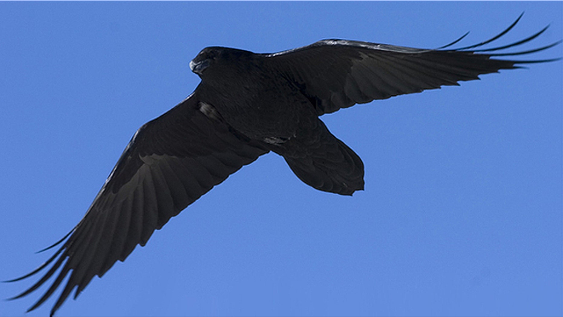Edgar Allan Poe likely never envisioned the potential problem when he penned “The Raven” in 1845, but officials in Fair Lawn, N.J., have put the repainting project on hold for several weeks after a resident saw a nest on the rusting tower and notified state officials. (Audubon.org)