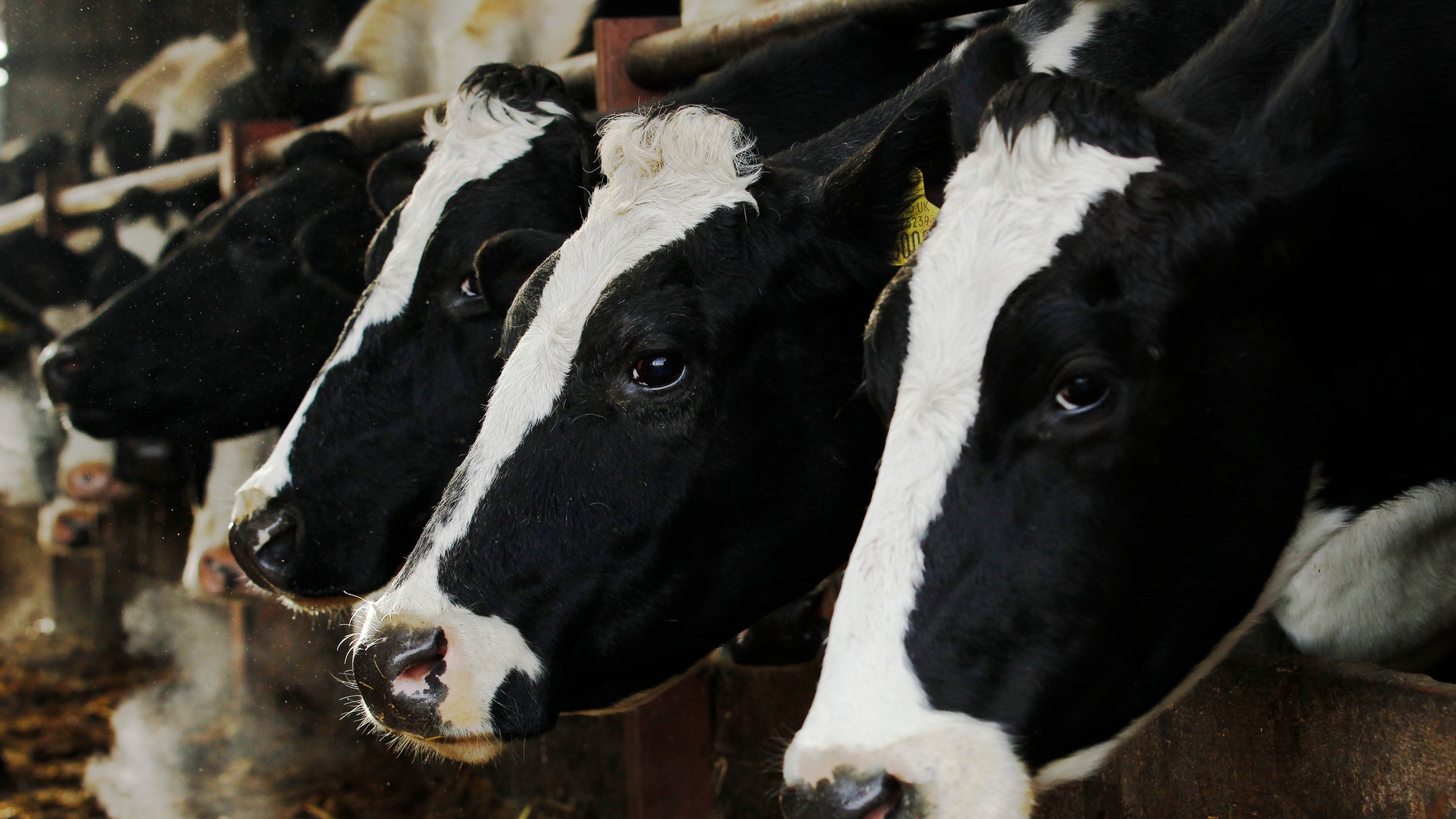 Cows used to supply raw milk feed at a farm in southern England December 17, 2011. (REUTERS/Luke MacGregor)