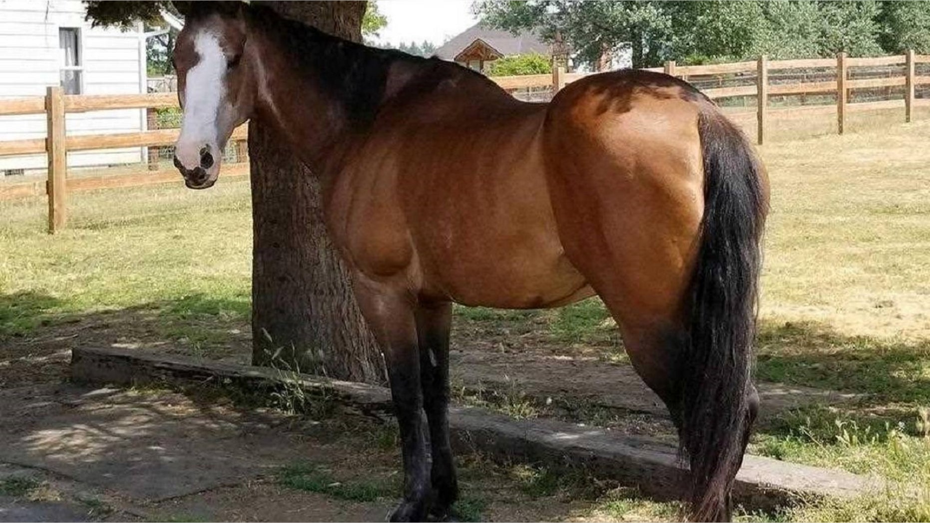 Police are searching for a suspect who cut out the tongue of a horse in Washington state this week.
