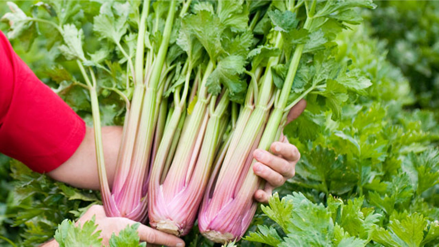 Celery breeder Larry Pierce holds red celery in a Salinas, Calif., field. Pierce started the red celery project in 1991 and developed it from a European heritage variety using natural breeding methods. The celery, which will be test marketed on the west coast and in the northwest and southwest, has the same flavor and crunch of regular green celery.