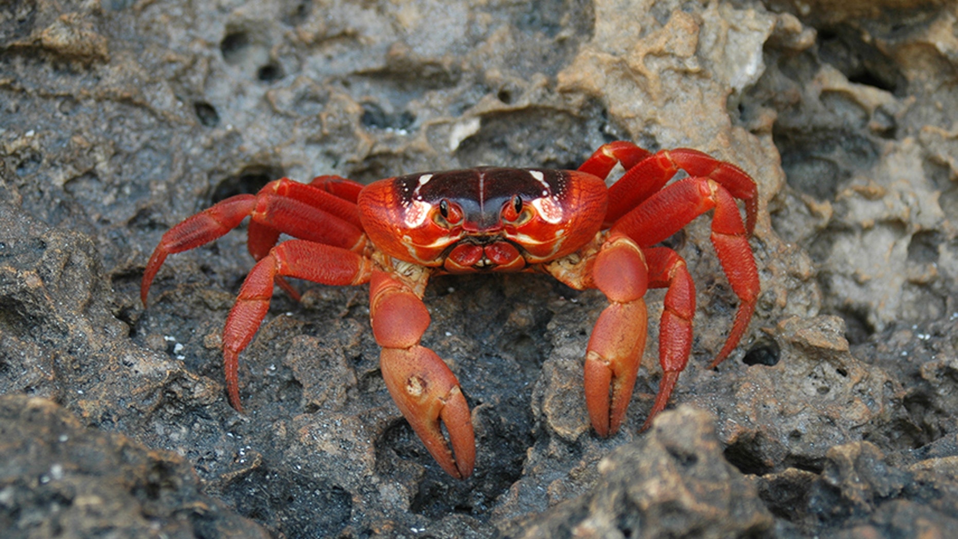 Christmas Island is a small territory of Australia located in the Indian Ocean. (Zinni-Online) (Credit: iStock)