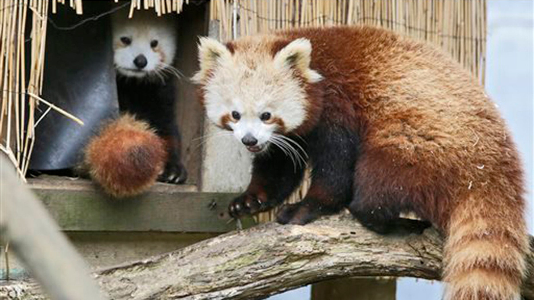 In this March 2015 photo, Masala, right, a red panda returns to a shelter as another looks on at Sequoia Park Zoo in Eureka, Calif.