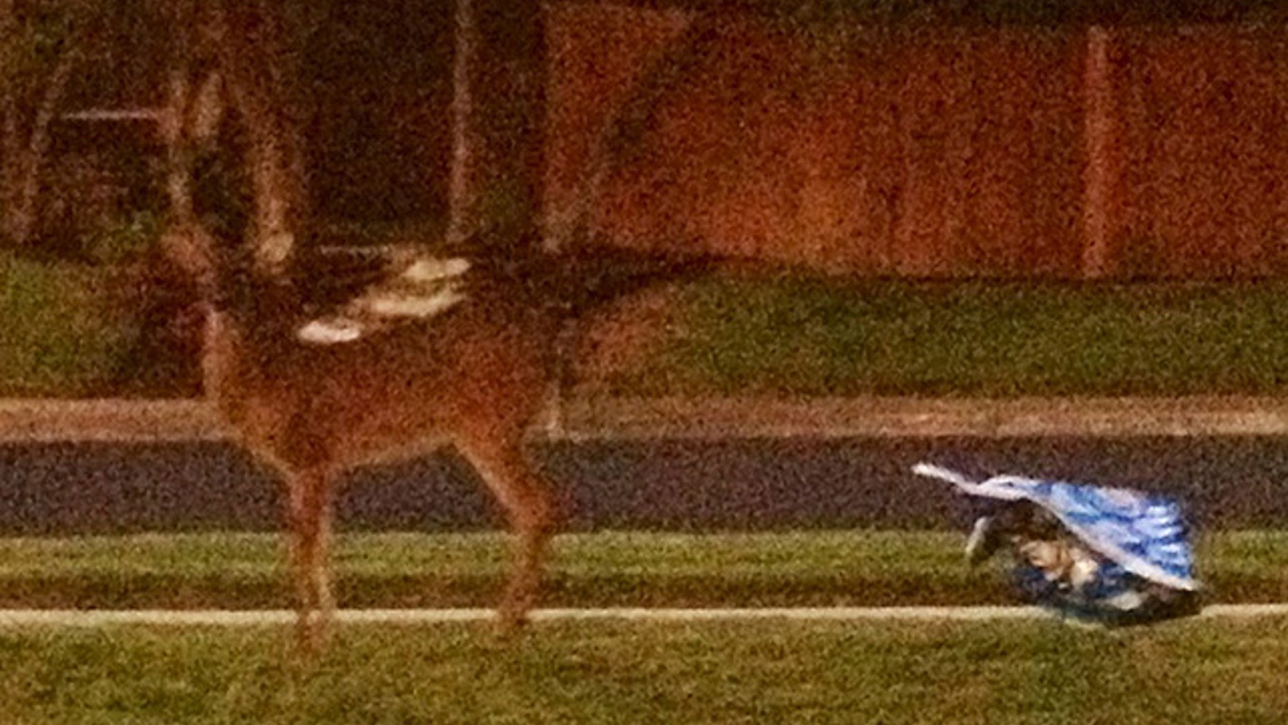The offending deer, caught on camera by Tom Priem's wife seconds after destroying the Obama campaign sign. (Courtesy: Tom and Beth Priem)