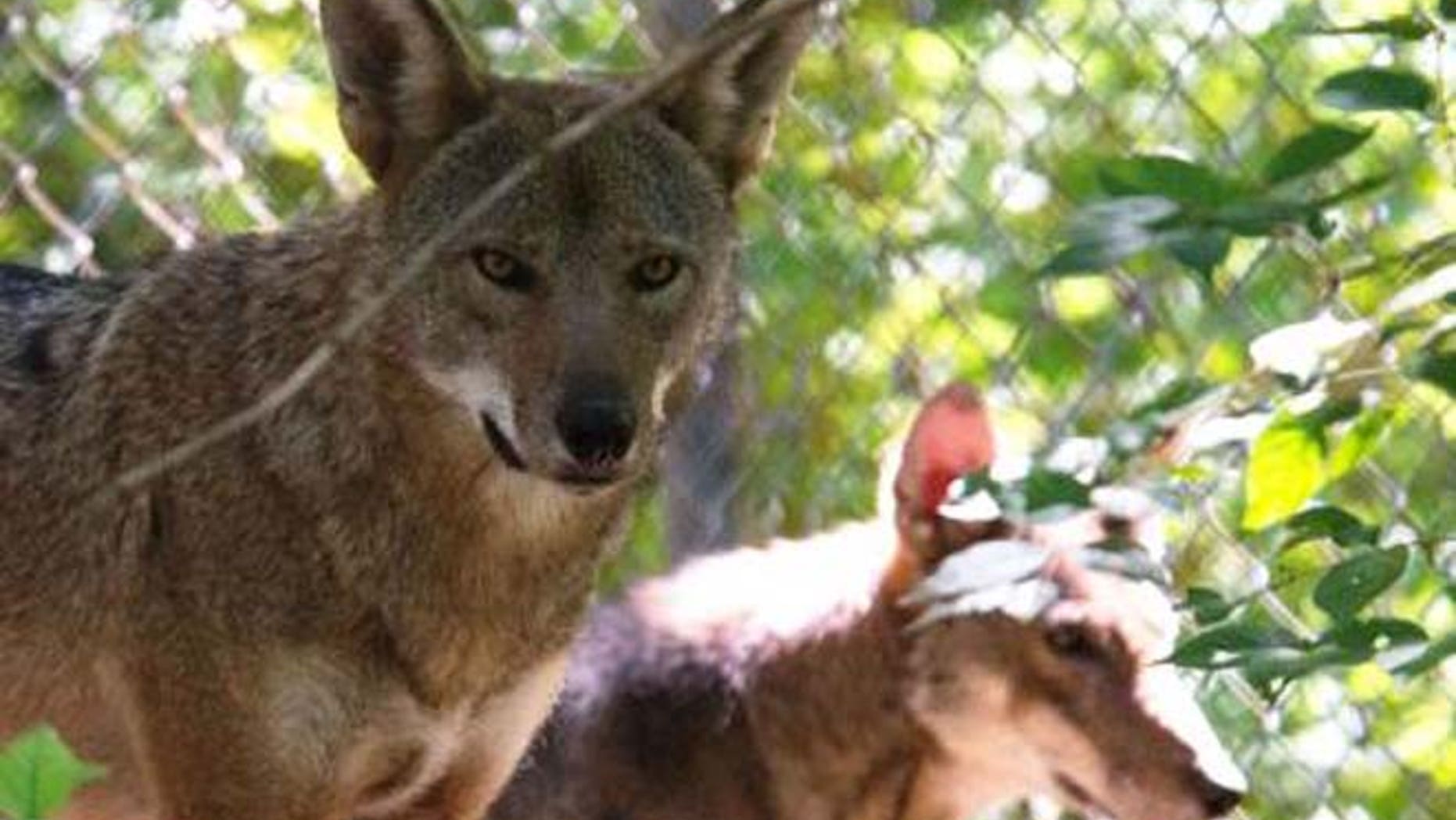 The red wolf is endangered - but is it a species?