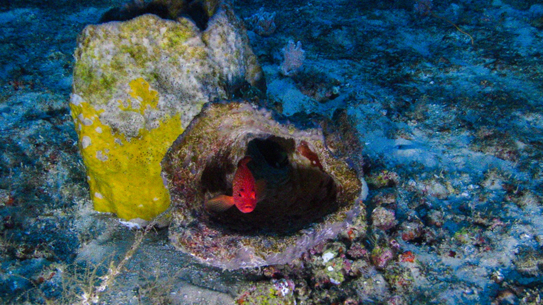 Images of the Amazon Reef taken from a submarine launched from the MY Esperanza. The Greenpeace ship is currently in the region of the Amazon river mouth, Amapá State, for the “Defend the Amazon Reef” campaign. (Greenpeace)