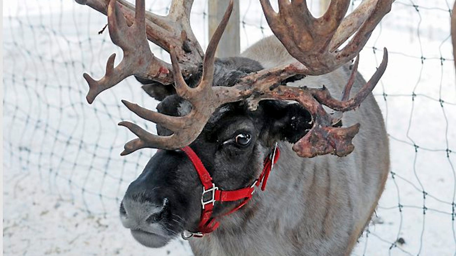 AP Photo/St. Paul Pioneer Press, Scott Takushi