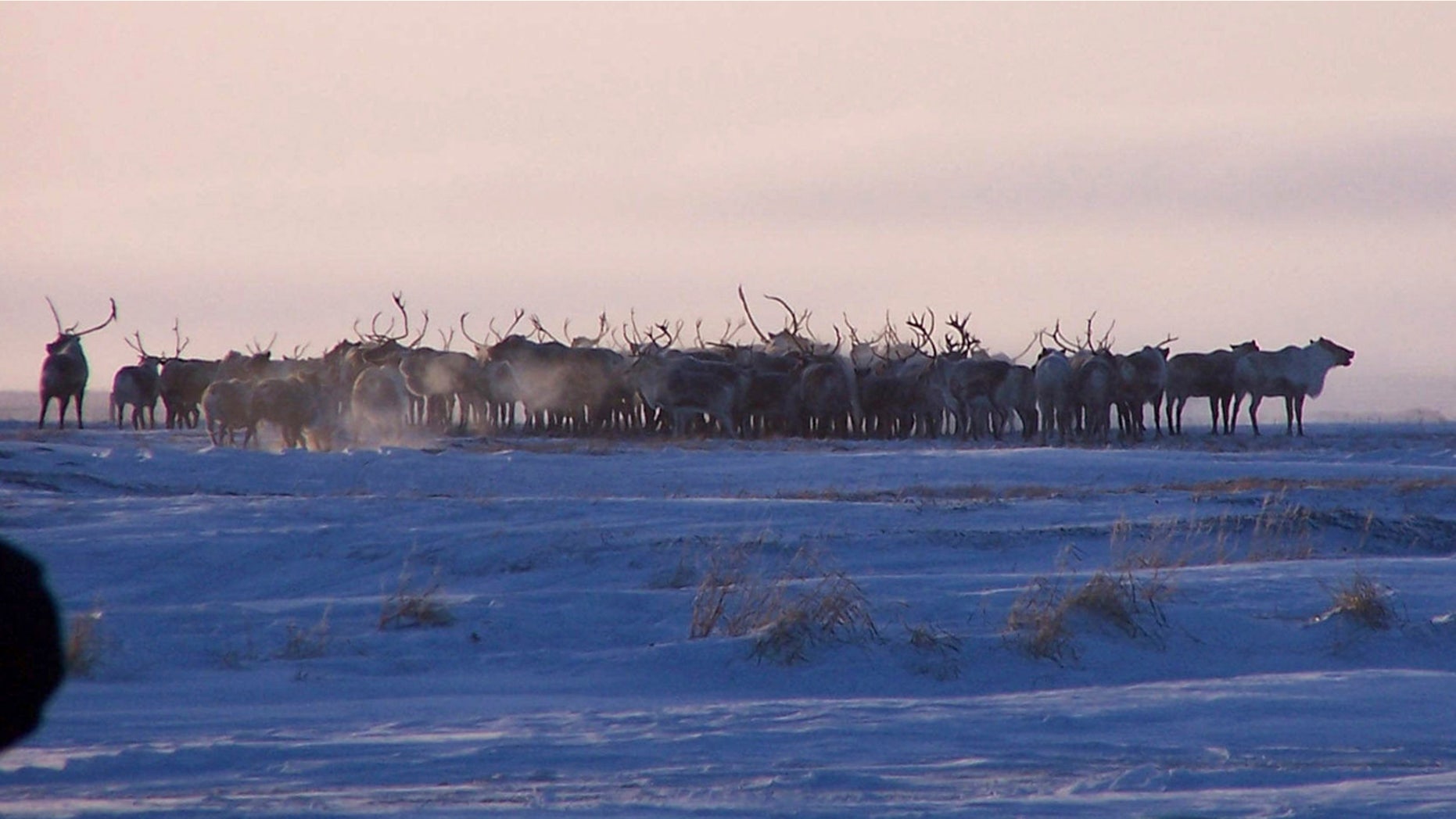 This Dec. 11, 2004 photo provided by Marlene Minnette show reindeer from the herd owned by the Native village of Mekoryuk on Alaska's Nunivak Island.