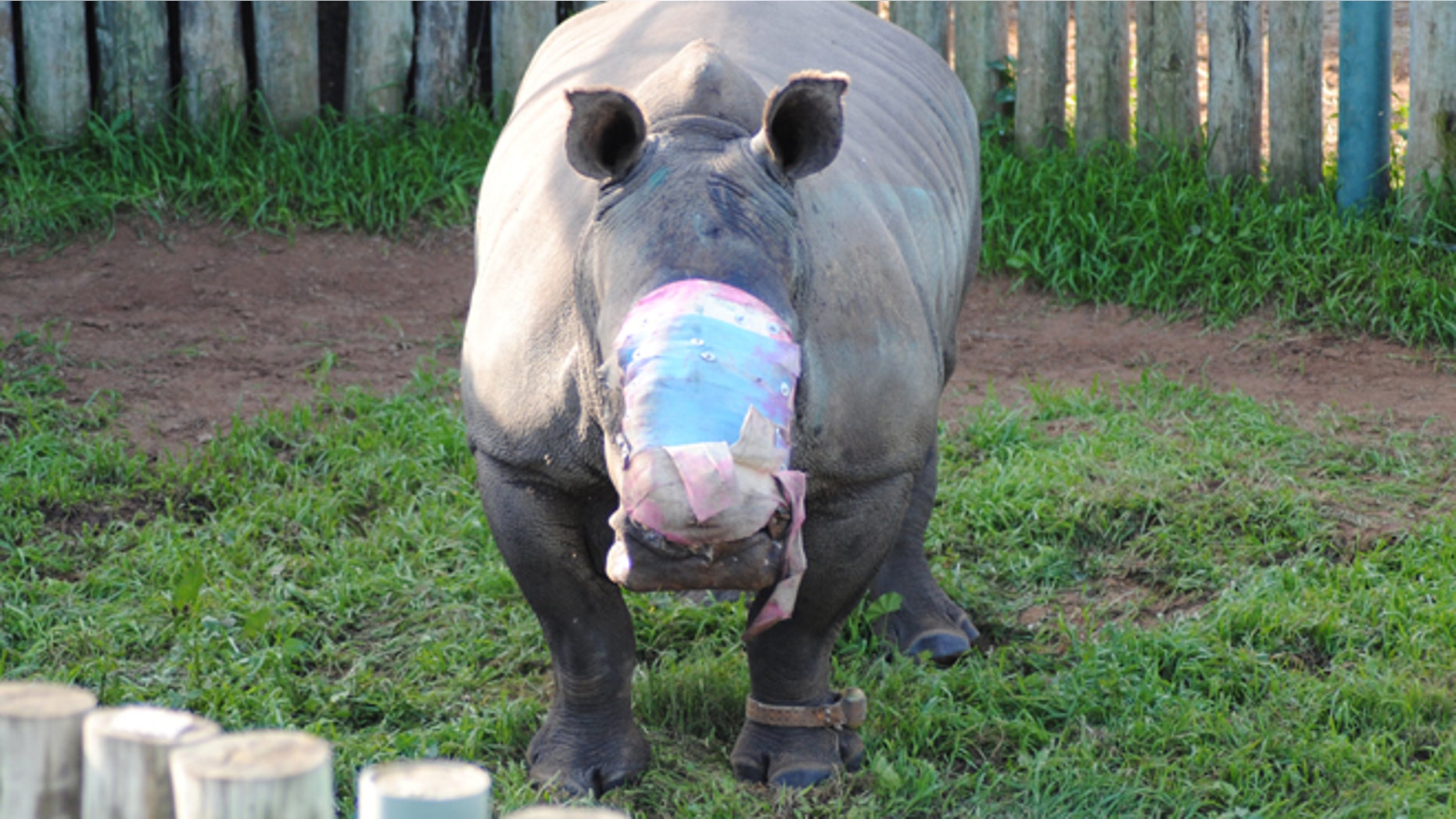 In this photo taken Friday, May 22, 2015 and supplied by Saving the Survivors, a rhino named Hope, stands in her pen in the Eastern Cape province, treated with a dressing where her horns used to be.