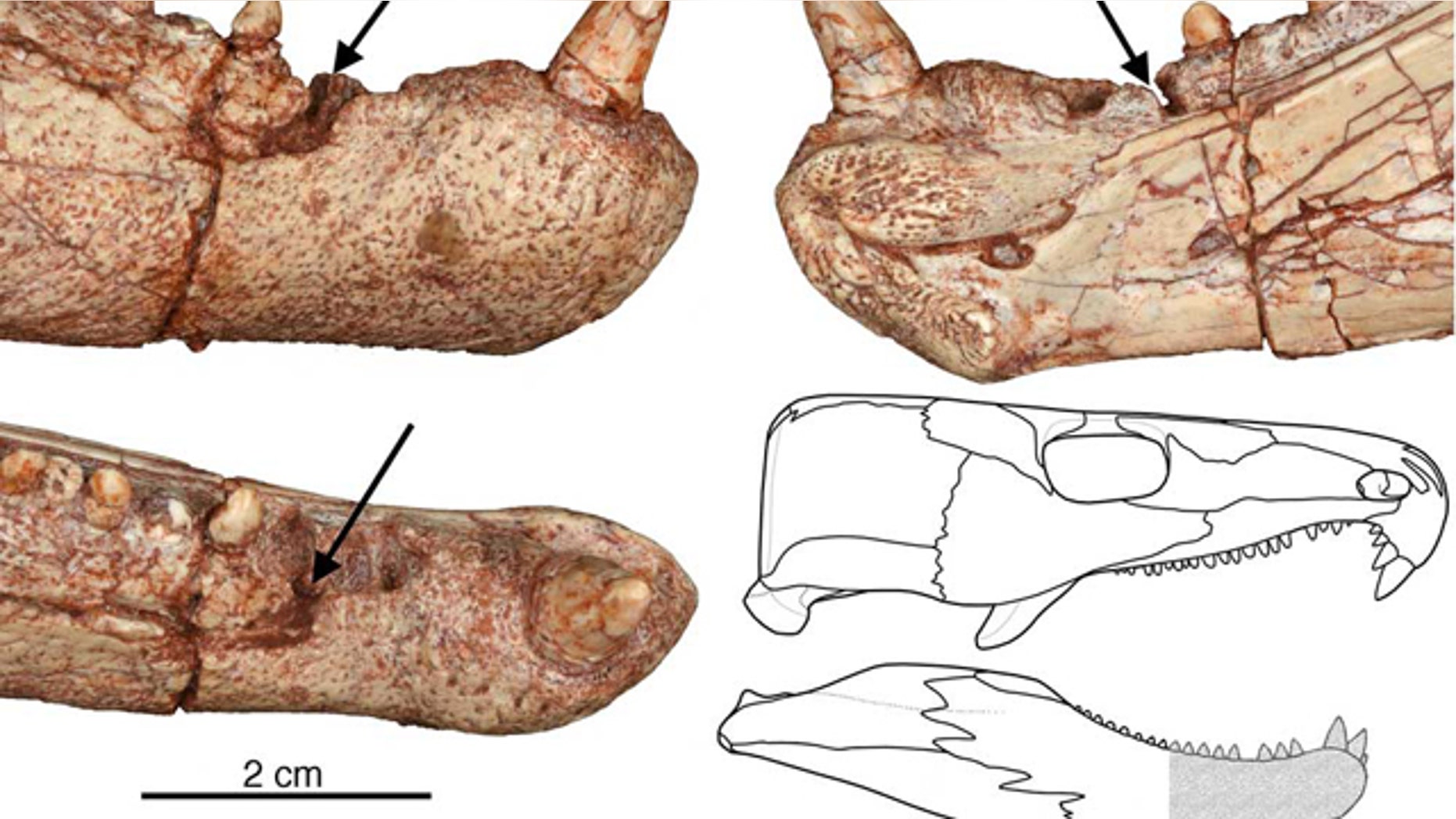 This skull reconstruction of the ancient reptile with dental disease shows the site of the abscess (arrows), where the jaw edge was destroyed by the infection, and where the teeth fell out.