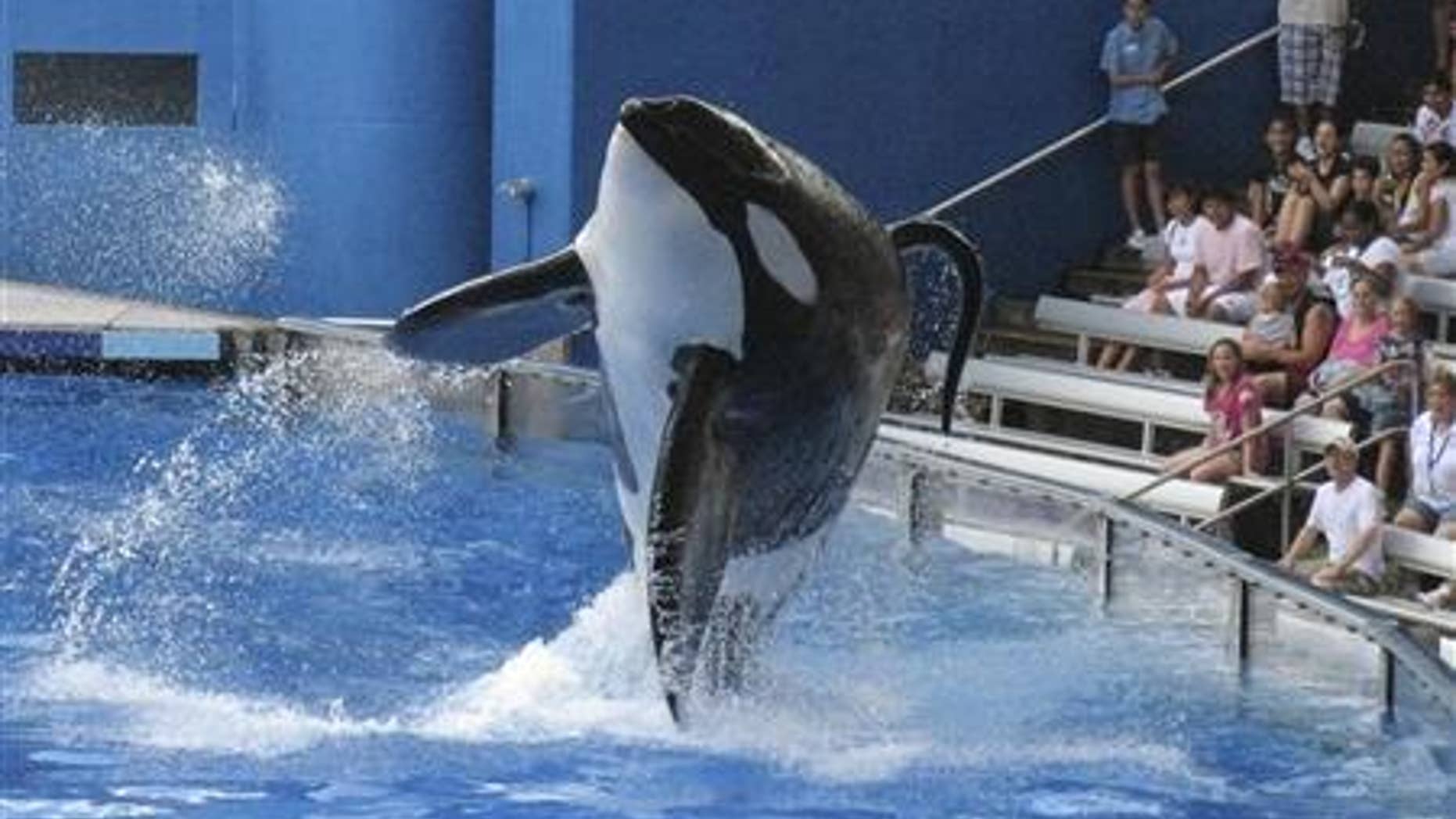 Tillikum, a killer whale at SeaWorld amusement park, performs during the show in this 2009 file photo.