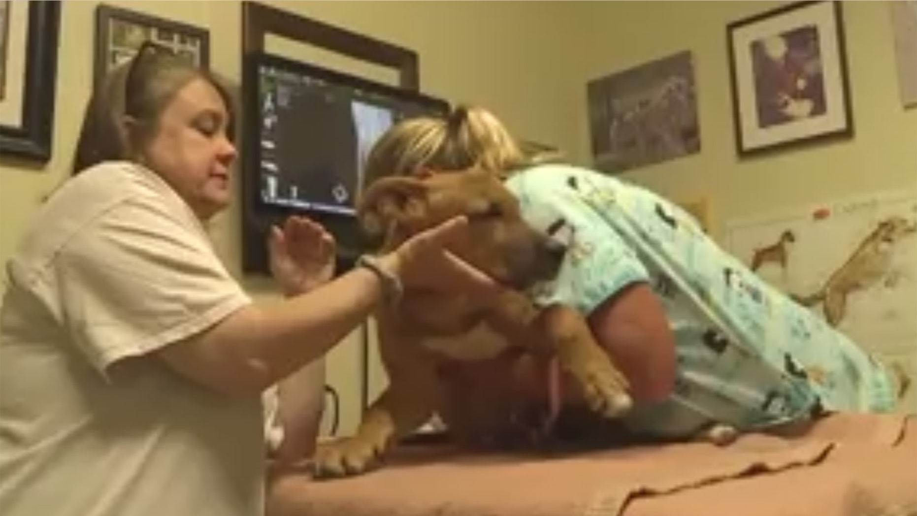 A puppy's injuries are the worst a York County rescuer has seen.