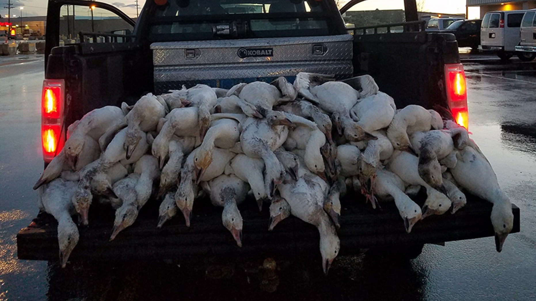 A gaggle of geese was found dead in a parking lot in Idaho Falls, Idaho, in what wildlife officials are calling a "freak accident."