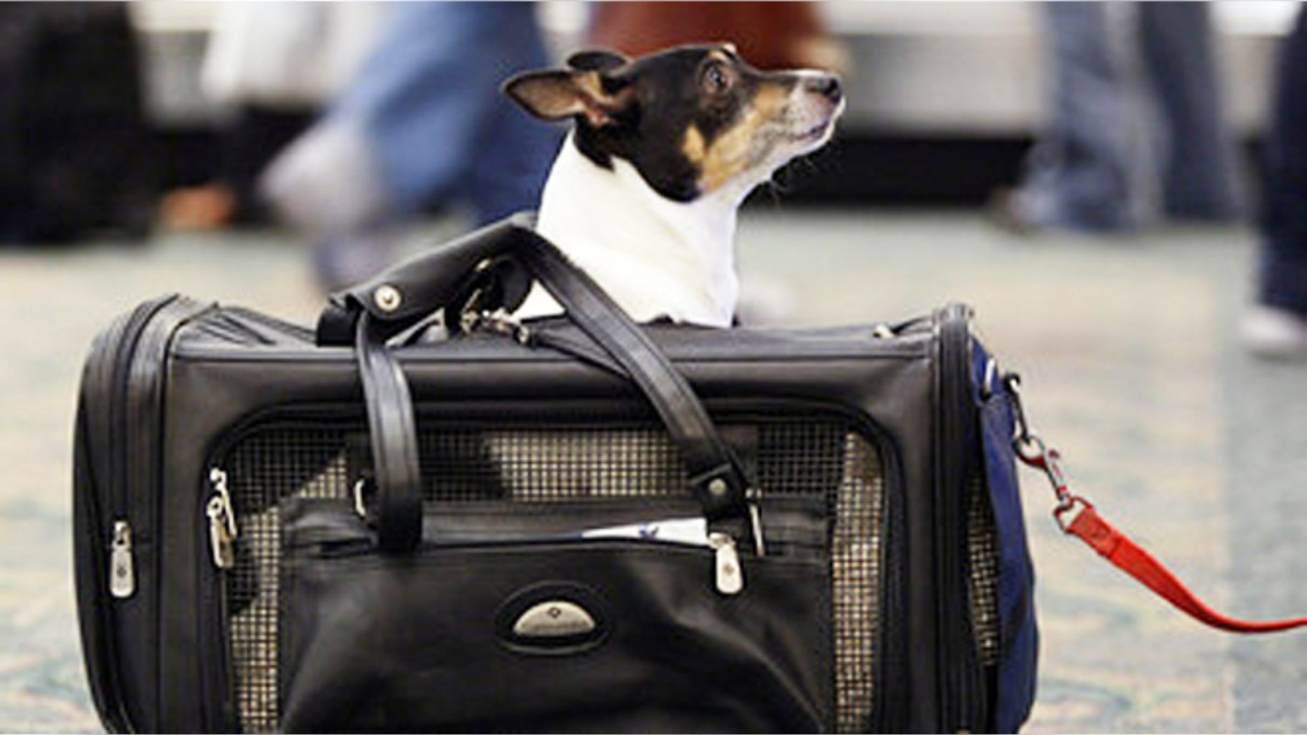 A dog prepares for travel at the airport.