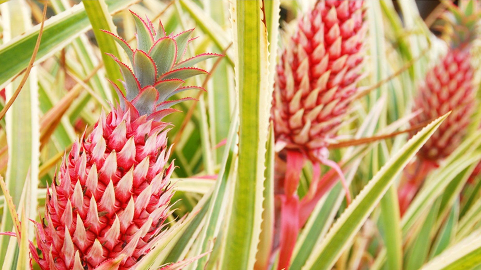 Would you eat a pink pineapple?