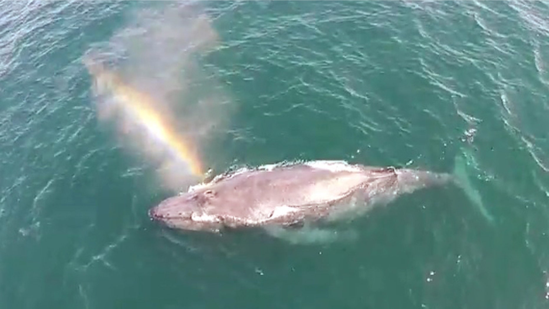 Is this whale a magical sea creature?