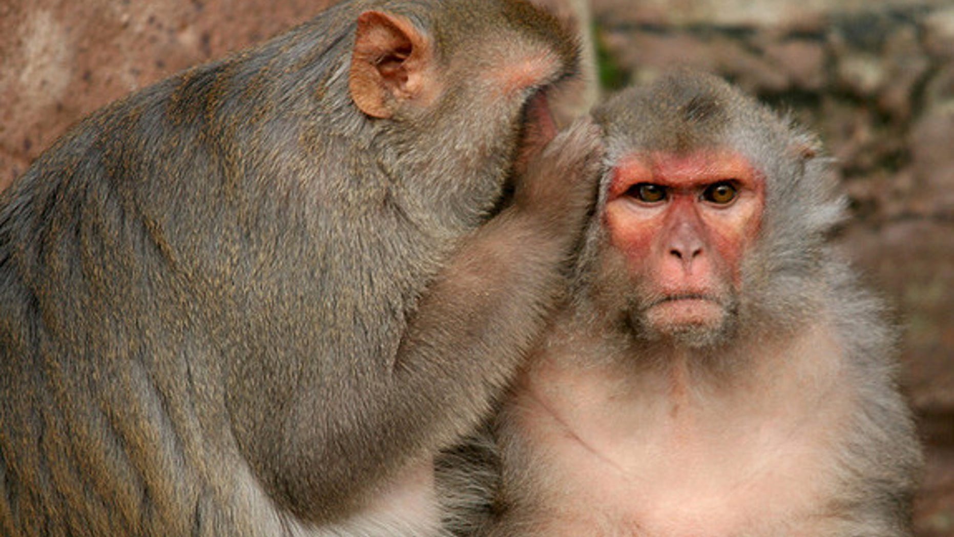 Brain cells in rhesus monkeys fire when they give other monkeys juice but don't receive any themselves.