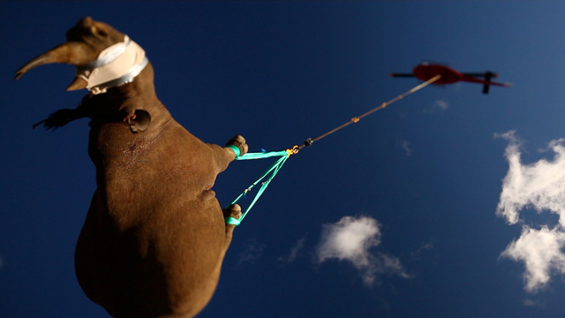 Suspended from a helicopter, a critically endangered black rhino (sedated) takes a 10-minute flight to a vehicle destined for a new habitat safe from poachers.