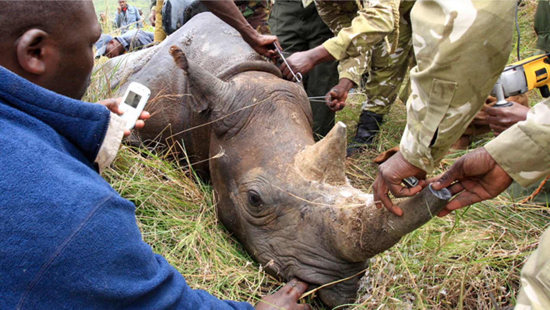 Oct. 12, 2010: Kenya Wildlife Service (KWS) wardens insert a transmitter on a tranquillised male black rhinoceros for translocation at the Lake Nakuru National park in Kenya's Rift Valley, 99 miles west of the capital Nairobi. After implanting radio transmitters into the horns to track the animals, and notching their ears, KWS is translocating 10 black rhinos to the Tsavo National Park, southeast of Nairobi, to re-establish the population.