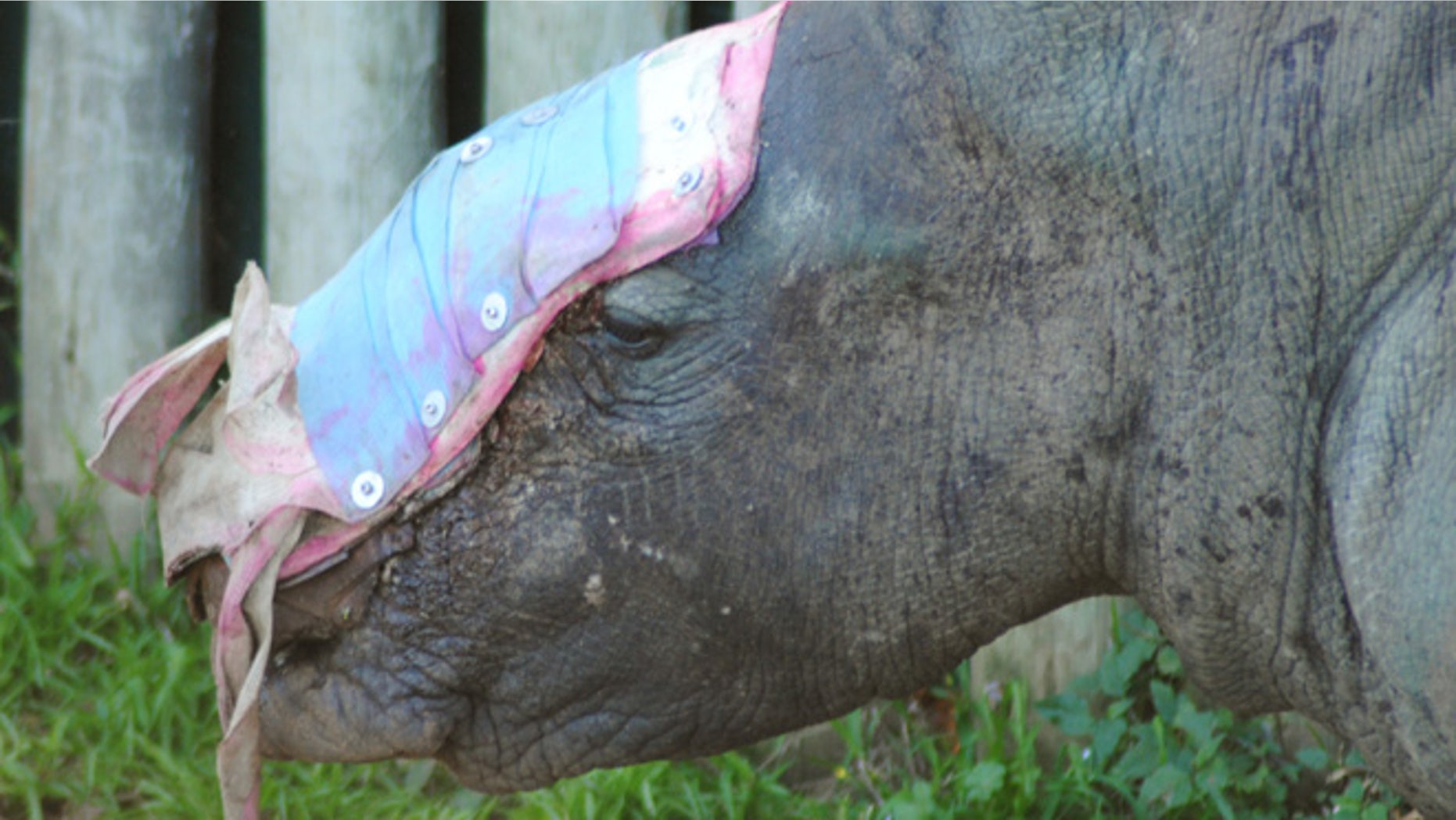 In this photo taken Friday, May 22, 2015 and supplied by Saving the Survivors, a rhino named Hope, stands in her pen in the Eastern Cape province, treated with a dressing where her horns used to be. Poachers had darted the rhino with a tranquilizer and then hacked off its horns while it was sedated, leaving the animal with a horrific wound covering much of its face.